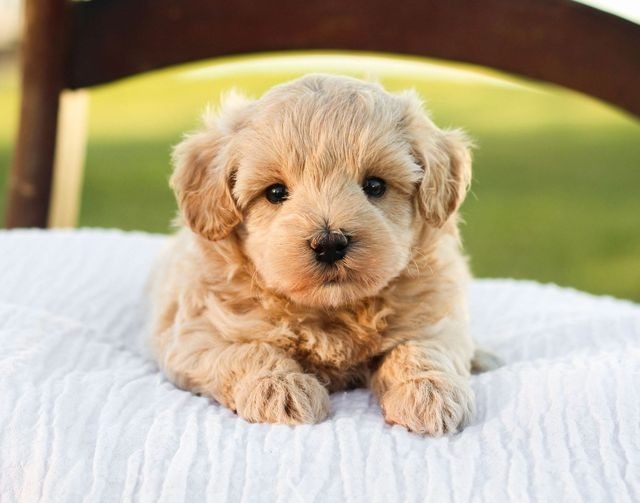 Maltipoo Puppy