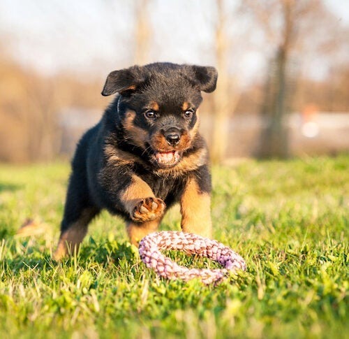 Rottweiler Puppy