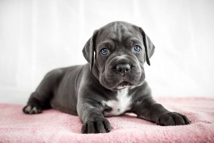 Cane Corso Puppy