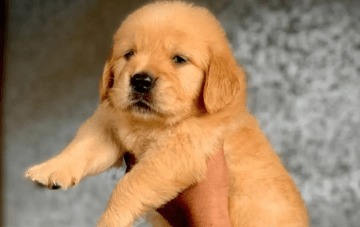 Golden Retriever Puppy