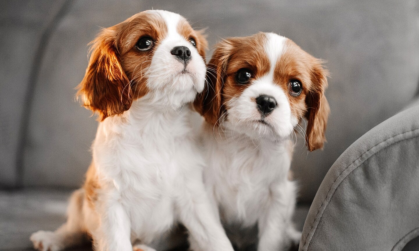 King Charles Spaniel Puppy