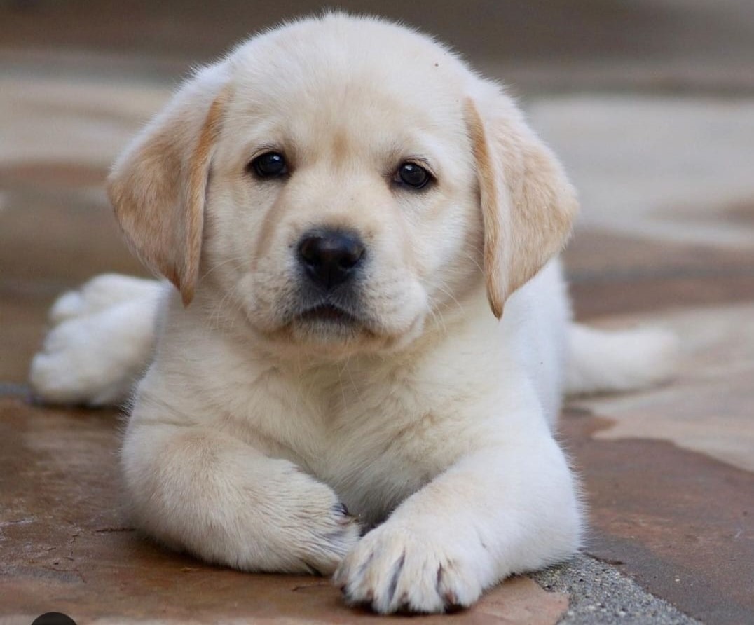 Labrador Puppy