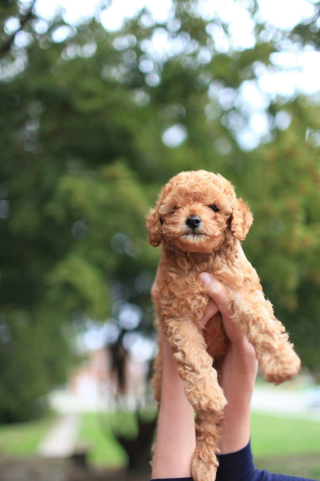 Poodle Puppy