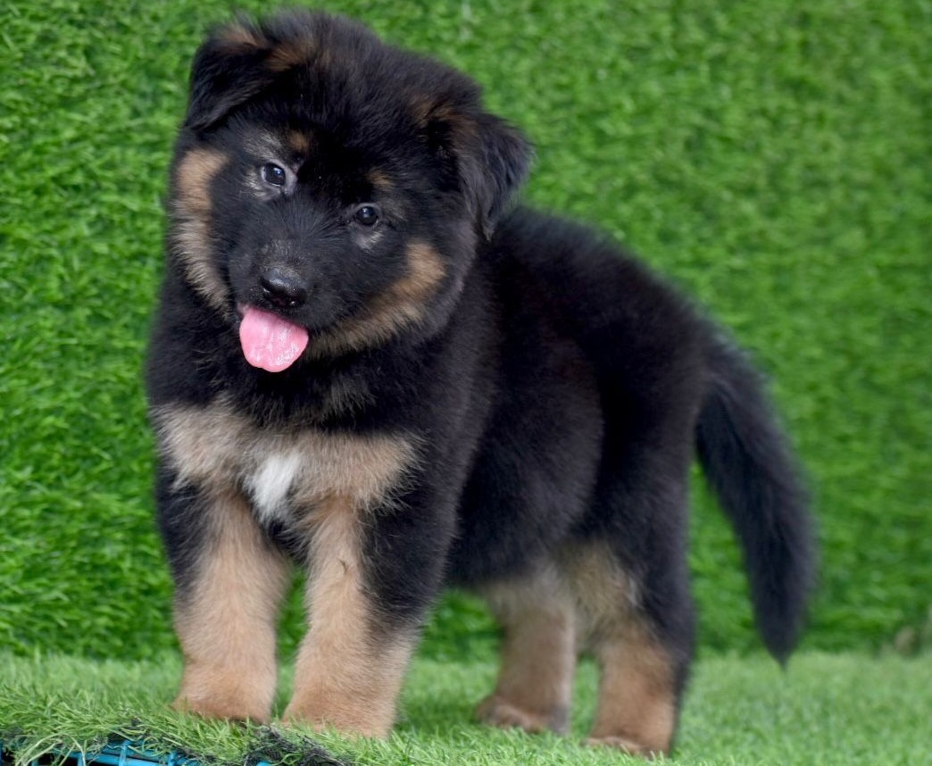 German Shepherd Puppy